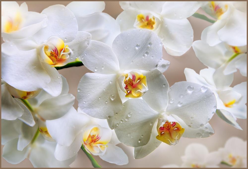 Фотообои Орхидеи Фото