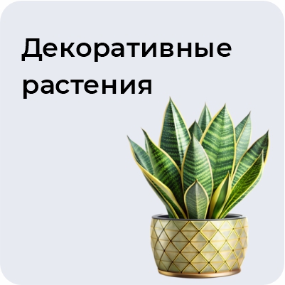 Декоративные растения