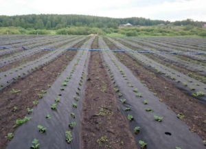 Агротекс 60 "UV" 3,2*200м (св 1,6м) перфор. мульча