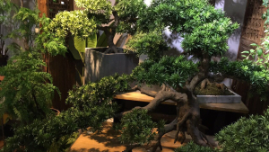 Декоративное дерево Бонсай