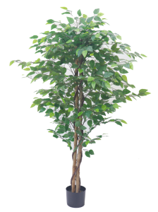 Декоративное дерево Фикус лиана де Люкс (10)
