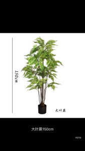 Декоративное дерево Полисциас 90 см